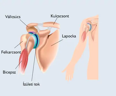 Anatómiai ábra a vállízületről: kulcscsont, lapocka, felkarcsont, bicepsz és ízületi tok felirattal.