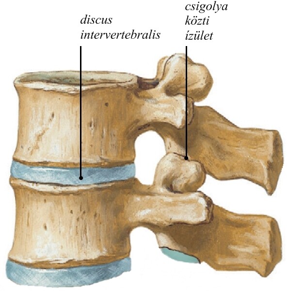 A gerinc osteoarthrosisa